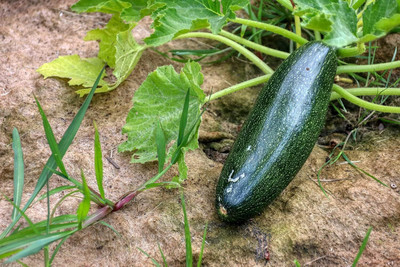 Qualtivate GBPT-9A Squash/Zucchini Seeds Seed(30 per packet)