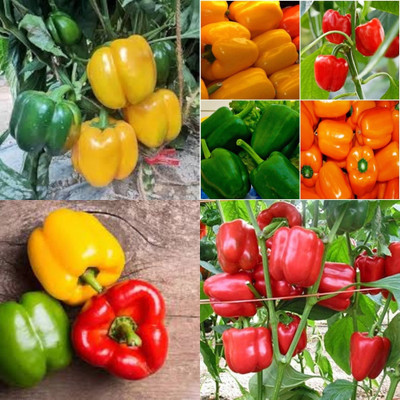 ibains Shimla mirch f1 hybrid seeds shimla mirchi 64 Seed(64 per packet)