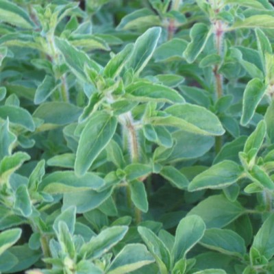 Qualtivate PUA-6A Greek Oregano (Origanum heracleoticum) Seed(200 per packet)