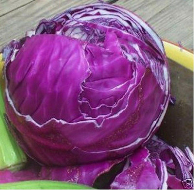 MYLAWN Cabbage- Red Acre Seed(100 per packet)