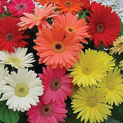 ibains 48 variety gerbera flower seeds Seed(33 per packet)