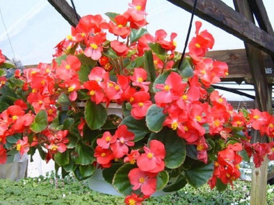 VibeX NBIR-93 - Begonia Flowers Wax Begonia Mix Rose PinkWhiteRed - (30 Seeds) Seed(30 per packet)
