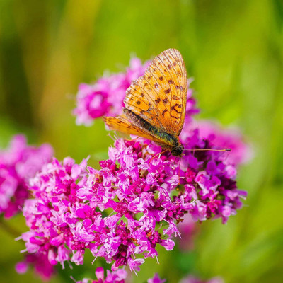 CYBEXIS VXI-53 - Creeping Thyme (Thymus serpyllum) - (150 Seeds) Seed(150 per packet)