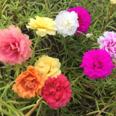 CRGO PORTULACA Seed(20 per packet)