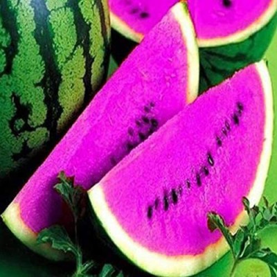 VibeX XLL-86 - Watermelon Fruit Violet Green - (450 Seeds) Seed(450 per packet)