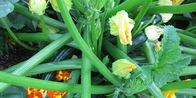 CRGO ZUCCHINI Seed(55 per packet)