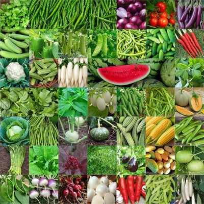 CRGO combo of 45 variety vegetable seeds with instruction manual Seed(3200 per packet)