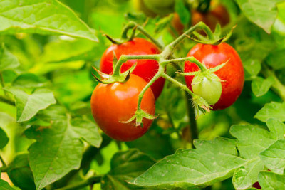 NaturePlanet tomato Seed(105 per packet)