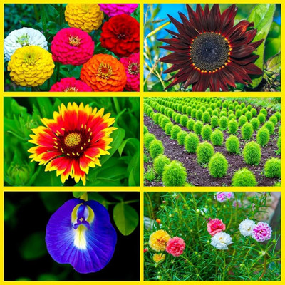 ibains All use combo flower seeds Seed(78 per packet)