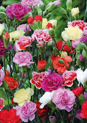 Epazo Carnation - Giant Double Chabaud Mix Seed(20 per packet)