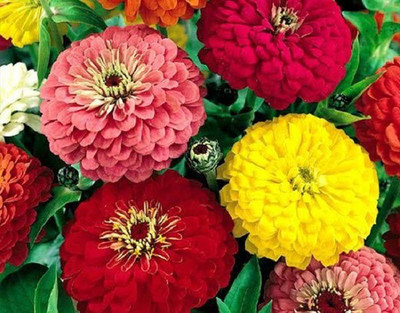 CYBEXIS ZINNIA DAHLIA DOUBLE SEEDS100 Seeds Seed(100 per packet)