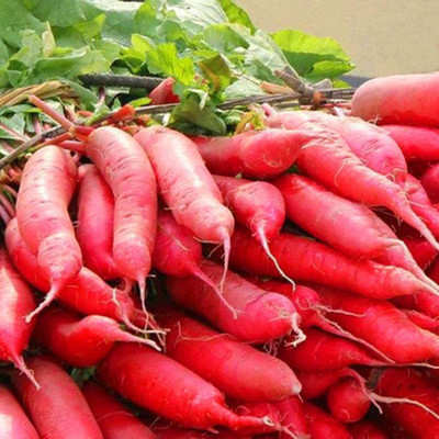 CYBEXIS Red Long Radish, Cold-Resistant Bolting Root1200 Seeds Seed(1200 per packet)