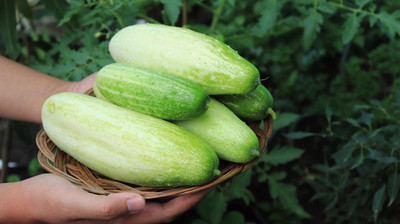Pbevergreen Desi Cucumber Seed(130 per packet)