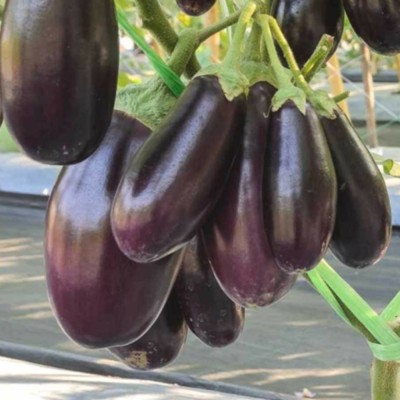 naturehils F1 Black Brinjal Seeds, Organic Bengan, Begun Hybird Seeds,Solanum melongena Seed(150 per packet)