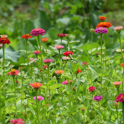 UGRA Zinnia Lilliput Mix Seed(30 per packet)