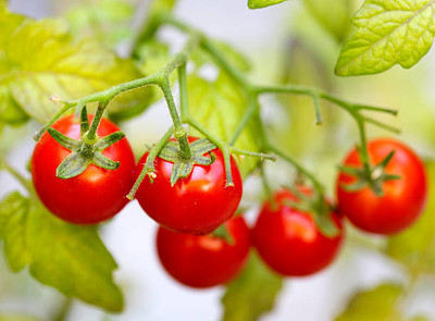 FEVESTA tomato Seed(115 per packet)