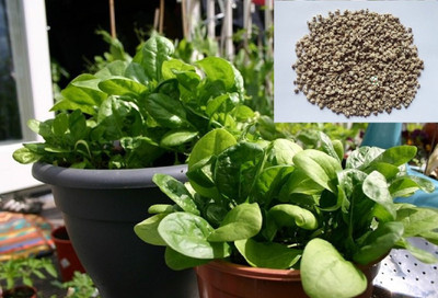 Bula Plant House Fresh VNR Green Palak Vegetable Hybrid Seed(70 per packet)