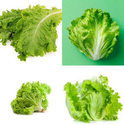ibains Romaine lettuce seeds for home garden beej 19 Seed(19 per packet)