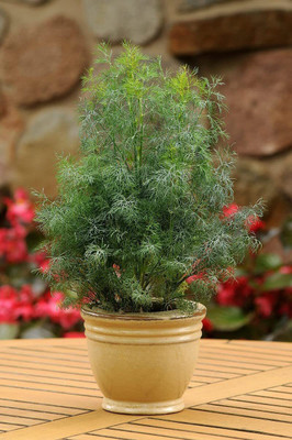 CYBEXIS PUAS-94 - Dill - (750 Seeds) Seed(750 per packet)