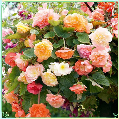 CYBEXIS TLX-41 - Flower Plant Begonia (Tuberous) - Parisienne Trailing Mix (30 Seeds) Seed(30 per packet)