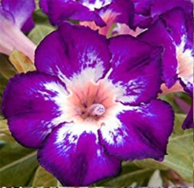 Qualtivate XLL-532 Mixed Color Adenium Obesum Seeds Seed(30 per packet)