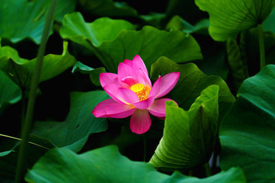 VISHSHUBH lotus,kamal gatta Seed(14 per packet)
