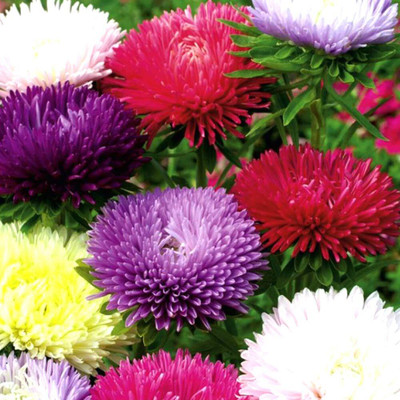 Aywal Aster Princess Mixed Flower Seed(20 per packet)