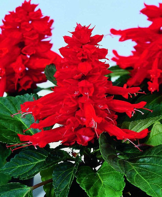 Epazo Salvia Mixed Seed(15 per packet)