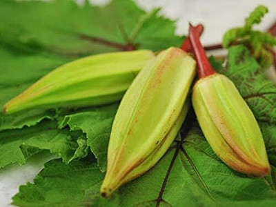 KNESSiN Alabama Red Okra Seed(200 per packet)