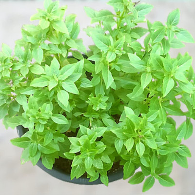 LPR TULSI, BASIL SEEDS Seed(400 per packet)