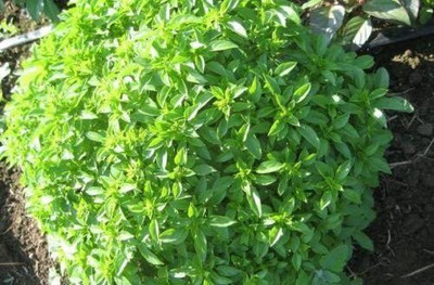 WILLVINE LXI-14 Organic Spicy Globe Basil Seed(1000 per packet)