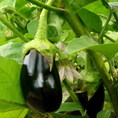 Avysa Brinjal/Eggplant Vegetable Seed(200 per packet)