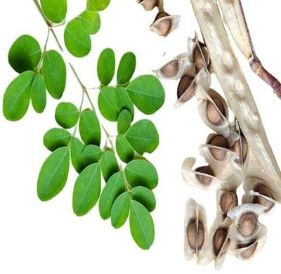 CYBEXIS VXI-2 - Moringa Non-GMO Organic - (1350 Seeds) Seed(1350 per packet)