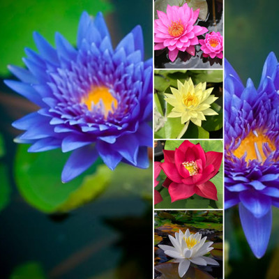 DEYS AGRO ™ lotus seeds mix colour,beautiful variety flower Seed(6 per packet)