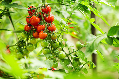 ujjaiseeds tomato Seed(130 per packet)