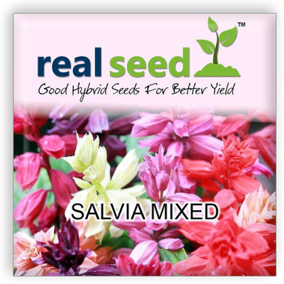 CYBEXIS Salvia Mixed Hybrid Imported Flower Seeds Seed(50 per packet)