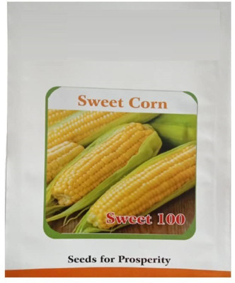VibeX ® VXI-890 Sweet Corn Sweet 100 F1 Hybrid Seed(500 per packet)
