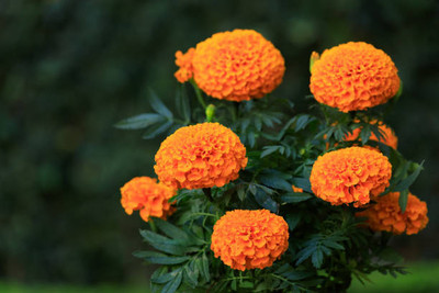 VENUS ONLINE marigold/gende ka phool flower seeds Seed(75 per packet)