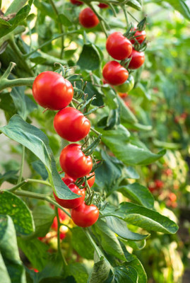 WINR tomato Seed(105 per packet)