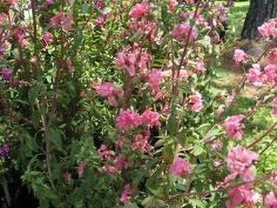 Aywal Clarkia elegans double mix Seed(10 per packet)