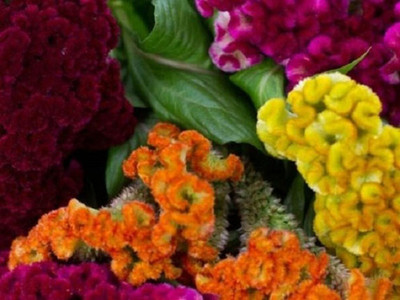 UGRA Multi-Colored Mix Cockscomb Celosia Seed(5 per packet)