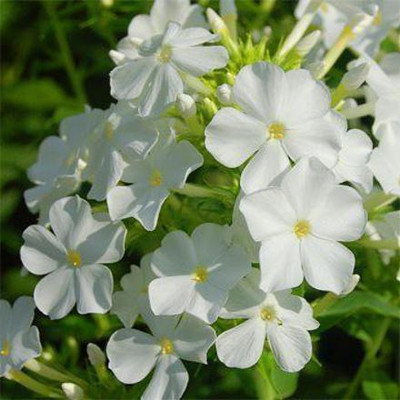Aywal Phlox Flower Seed, Fragrant Dwarf Hybrid Beauty Mixed Seed(80 per packet)