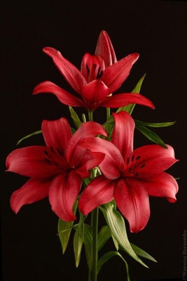 Cloud Farm Lily Plant Seed(3 per packet)