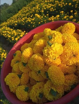 Aywal Marigold F2 Dwarf Double Orange Flower Seed(5 per packet)