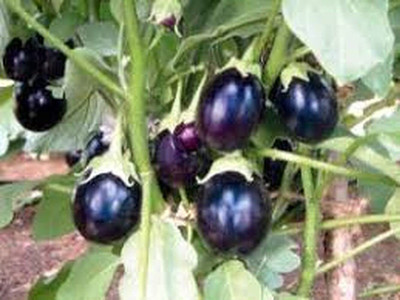 Qualtivate ICRA-4A Brinjal Small Chu Chu F1 Hybrid Seed(300 per packet)