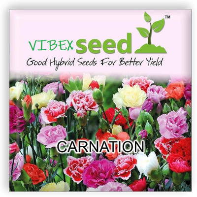 CYBEXIS Seeds Carnation (Dianthus caryophyllus) Seed(50 per packet)