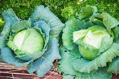 AFARTIOBINA 123 Pc Cabage Seeds Seed(123 per packet)
