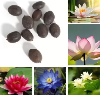 SUAA Lotus Seeds Mixed, Lotus Seeds Mix Colour Flower, Kamal Seed Mixed Variety Seed(18 per packet)