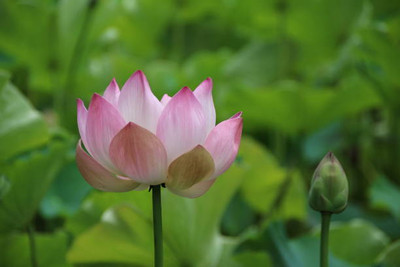 MAA lotus,kamal seeds Seed(5 per packet)