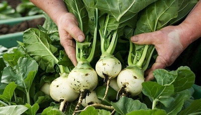 SUPRIKAM Organic Green Turnip Seed(70 per packet)